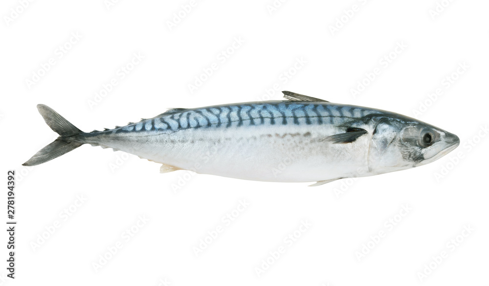 Mackerel fish isolated on white background Mackerel fish isolated on white background