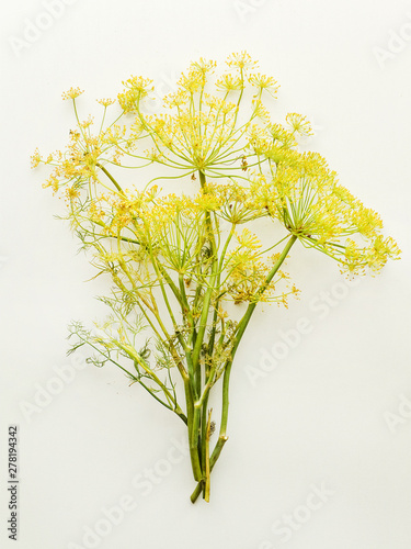 Dill flowers on white