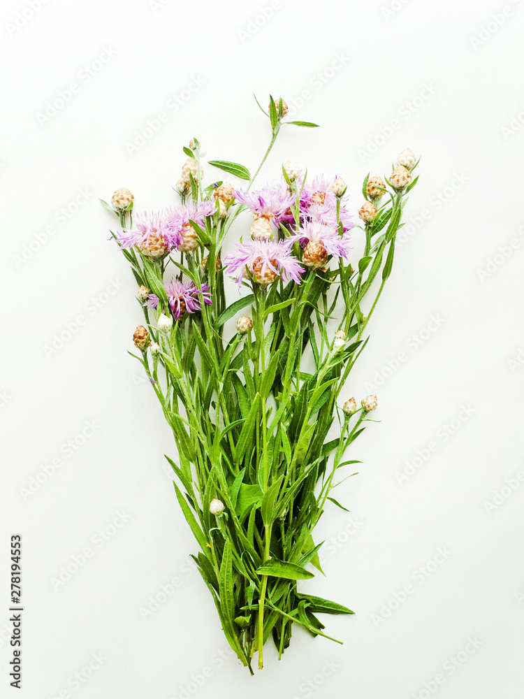 Centaurea on white Centaurea on white