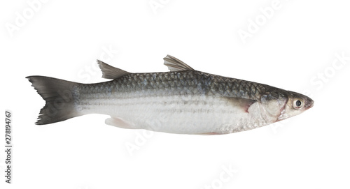 Grey mullet fish isolated on white 
