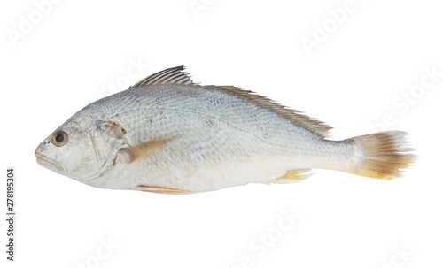 Croaker fish isolated on white background 