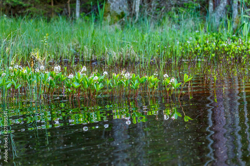 Lake with Bogbean flowers in the water