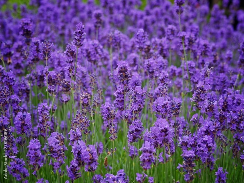 field of lavender flowers