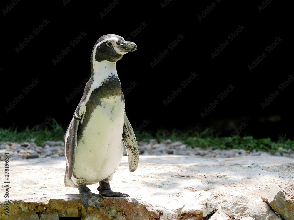 Naklejka premium Pinguino imperiale