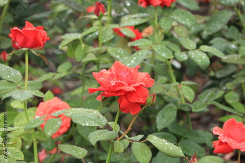 red rose in the garden