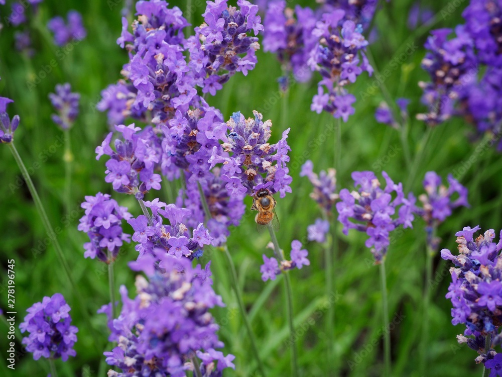 Obraz premium bee on flower