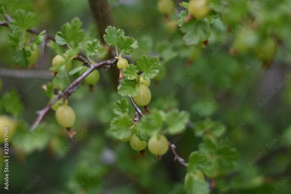 Unreife Stachelbeeren Unreife Stachelbeeren
