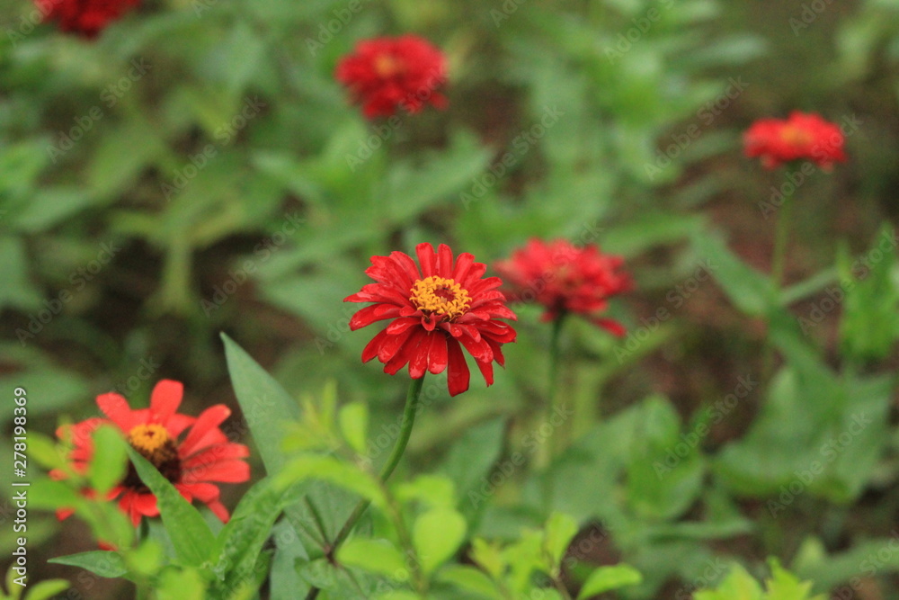 red flowers in garden red flowers in garden