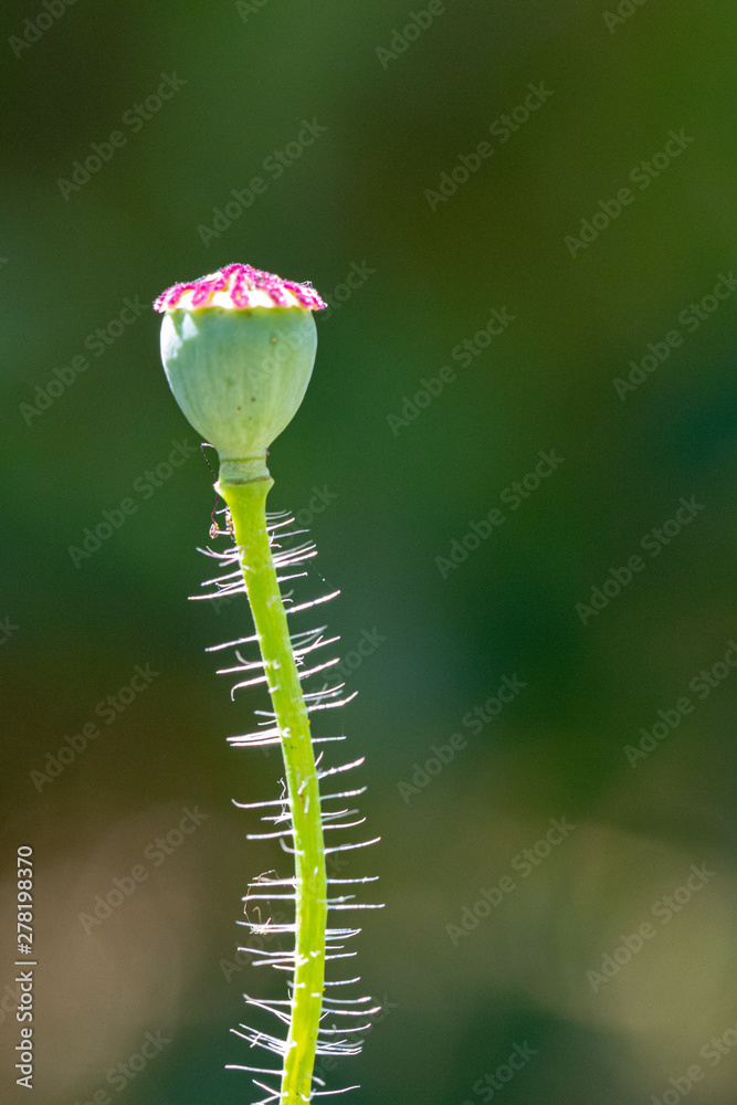 Obraz premium Coquelicot fané