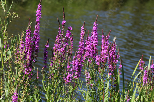 Lythrum salicaria flower blooming, common names are purple loosestrife, spiked loosestrife, or purple lythrum