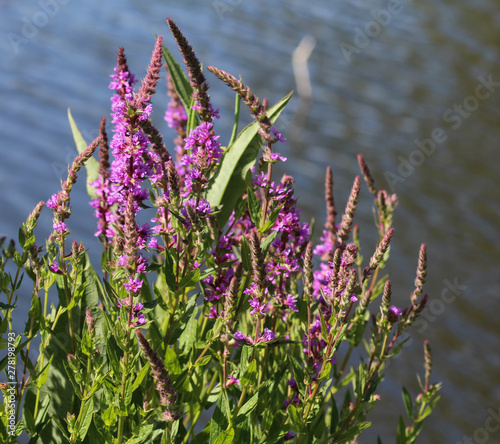 Lythrum salicaria flower blooming  common names are purple loosestrife  spiked loosestrife  or purple lythrum