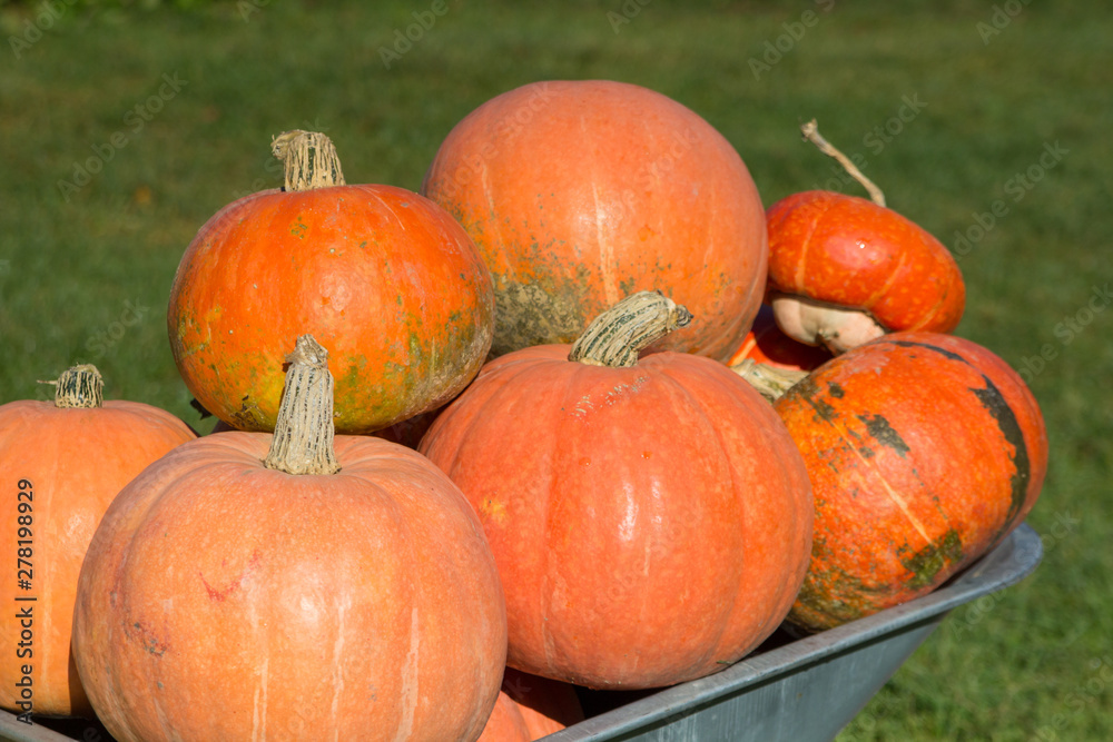 ripe red pumpkin,Orange pumpkins on a wheelbarrow on a green background close up ripe red pumpkin,Orange pumpkins on a wheelbarrow on a green background close up