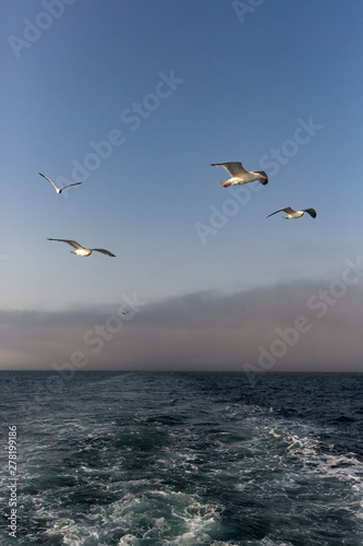 Mouettes au large