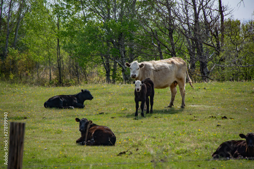 Grass Fed Cattle on the Prairie in Spring 