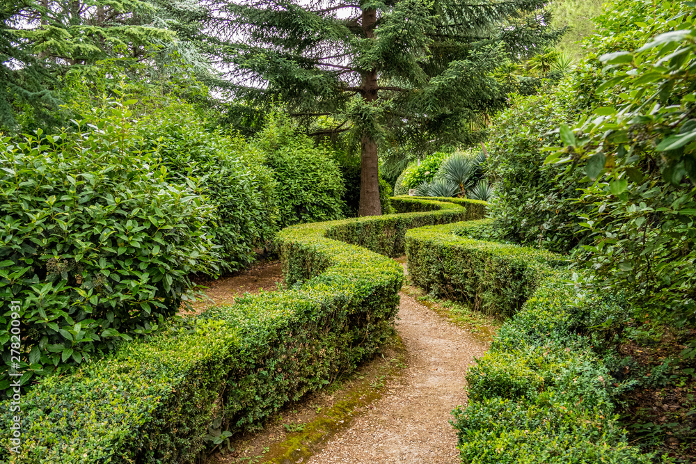 Garden background with curvy hedge and pine tree Garden background with curvy hedge and pine tree