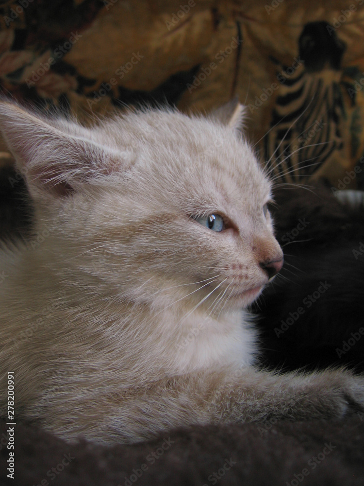 Fototapeta premium A Kitten