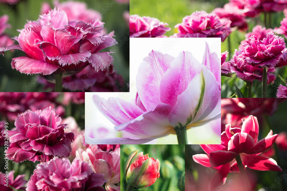 Collage of beautiful pink tulips. Close up. 
