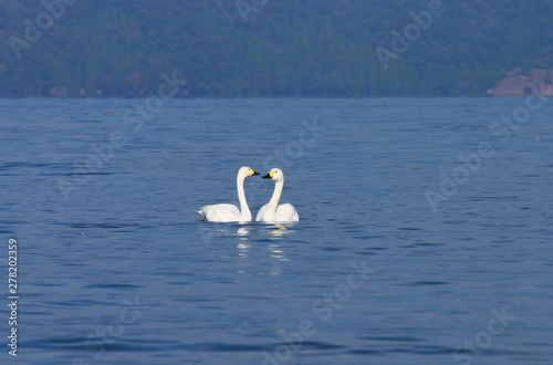 琵琶湖を泳ぐ二羽のコハクチョウ