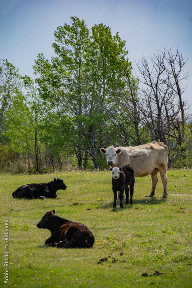 Grass Fed Cattle on the Prairie in Spring Grass Fed Cattle on the Prairie in Spring