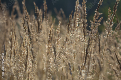 Beautiful dry grass and spikelets in the field. Close up. Beautiful autumn warm background. Golden grass in autumn.