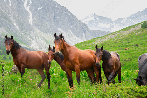 wild horses are walking on a green meadow against the backdrop of mountains in the evening  Karachay-Cherkessia  Caucasus  Russia