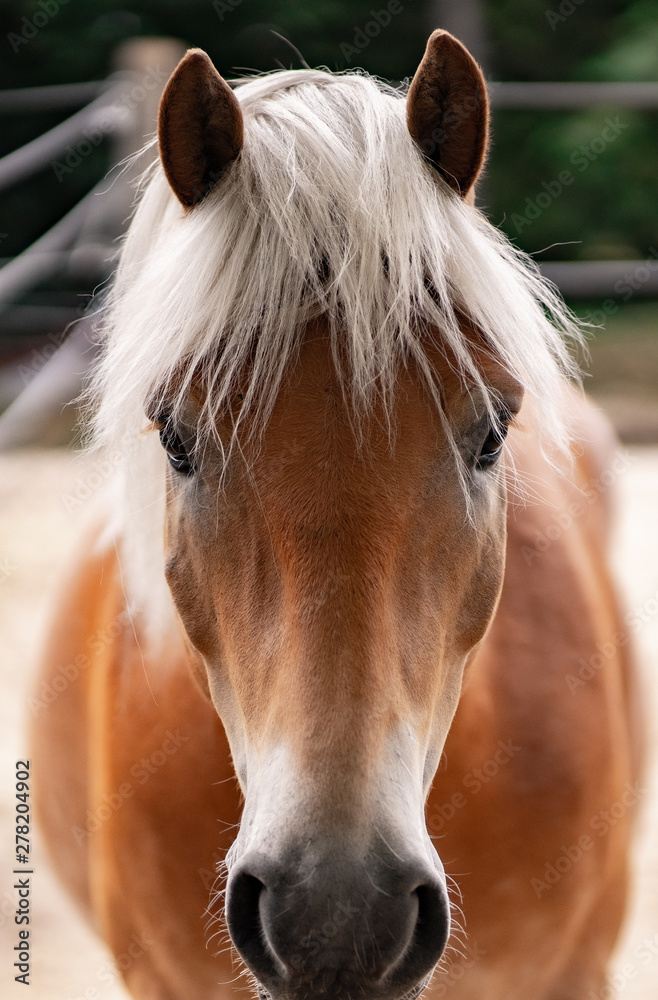 Fototapeta premium Pferd