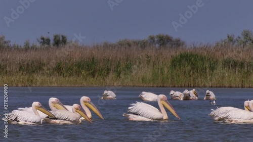 Great white pelican  or pink pelican (Pelecanus onocrotalus) is a large birds of the pelican family. Birds catch fish together. Black sea coast (Odessa region, Ukraine)