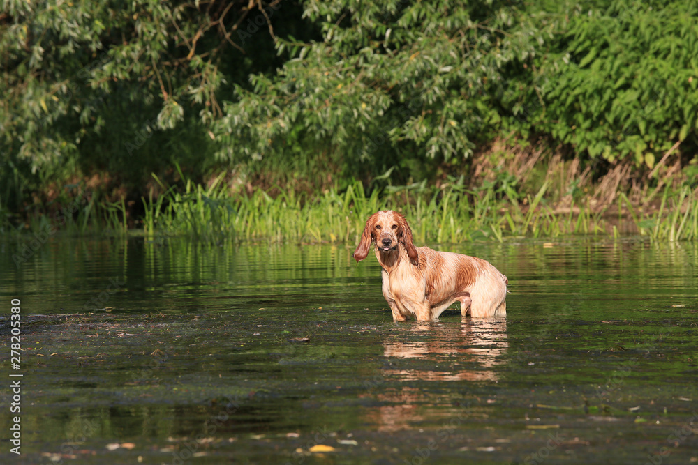 Beautiful dog breed Russian hunting spaniel on nature by the river