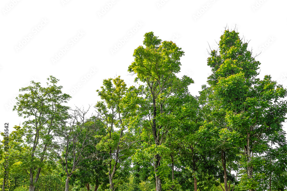 Fototapeta premium Tree isolated on white background, forest, isolated on white background
