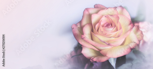 Fototapeta Naklejka Na Ścianę i Meble -  Sweet color rose in soft color for floral background