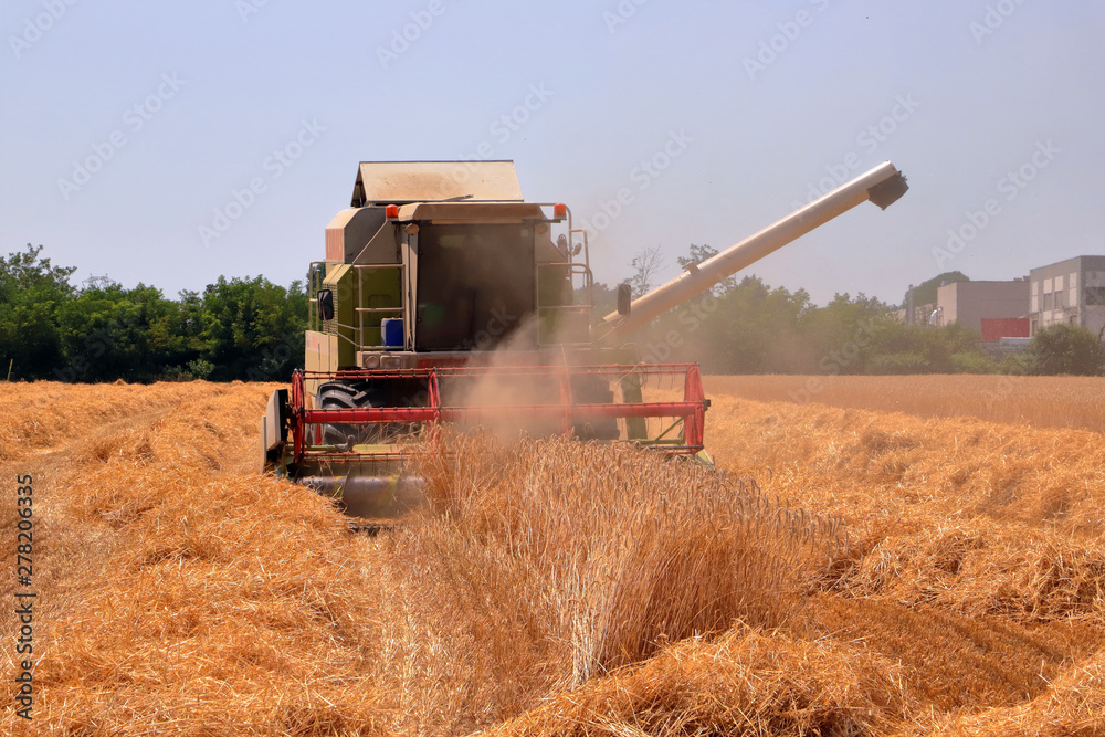 Fototapeta premium Mietitura e trebbiatura del grano con mietitrebbiatrice 