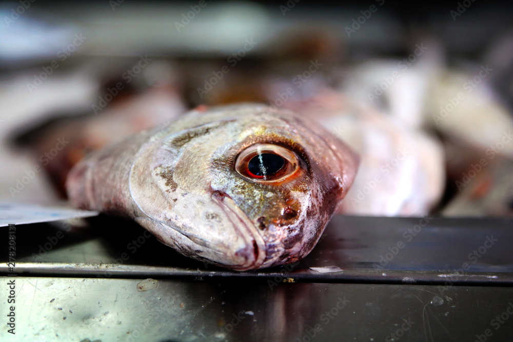 closeup of fish head at farmer's market closeup of fish head at farmer's market