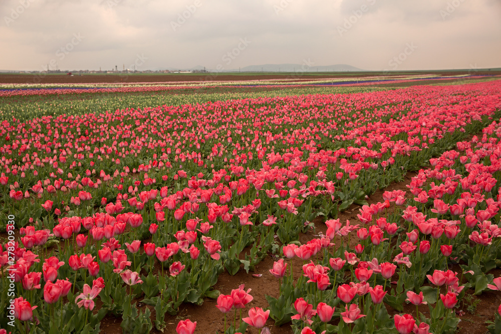 tulip field in Karaman, Konya