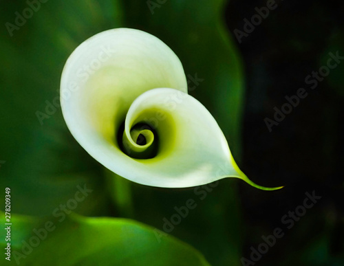 Calla spiral #278209349