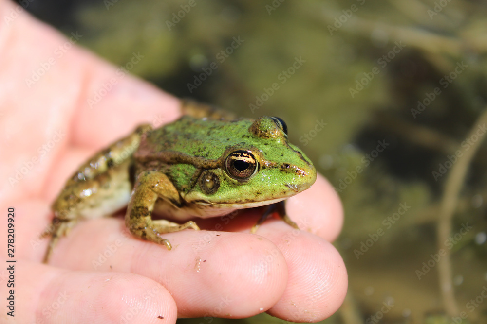 Friendly green frog sits on a human hand on the background of the pond Friendly green frog sits on a human hand on the background of the pond