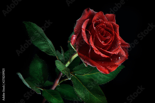 Fototapeta Naklejka Na Ścianę i Meble -  Red rose with water drops isolated on black background
