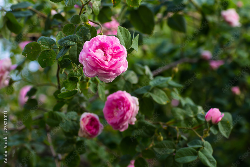 May rose blooms in the garden