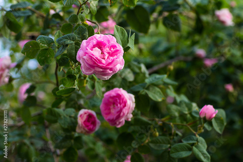 May rose blooms in the garden