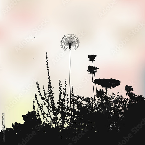 Floral background, weeds and dandelions - vector illustration