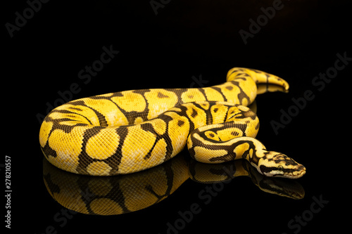 Close-up of a brown green and yellow buttermorph ballpython adult full body lying on a black background with reflection photo