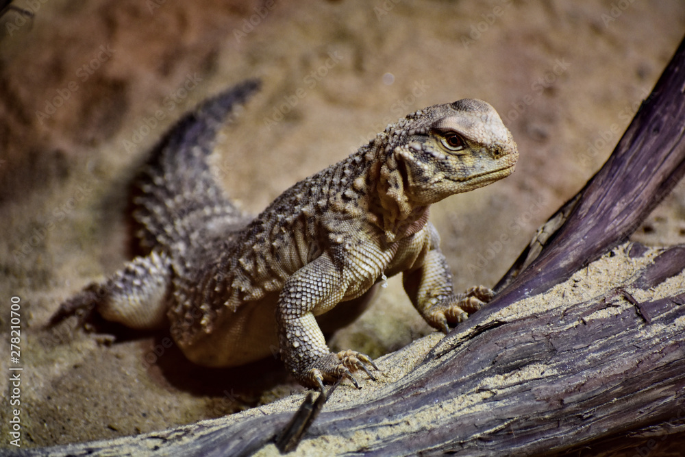 Lizard Lizard