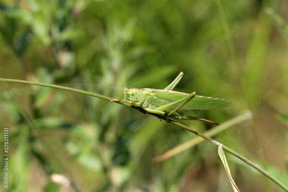 Green Locust sitting on the stem of a plant Green Locust sitting on the stem of a plant