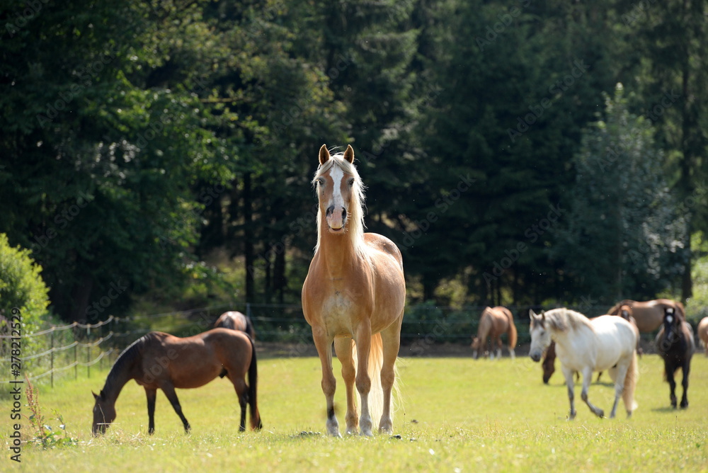 Der Wächter. Schöner Haflinger steht aufmerksam auf der Koppel vor seiner Herde