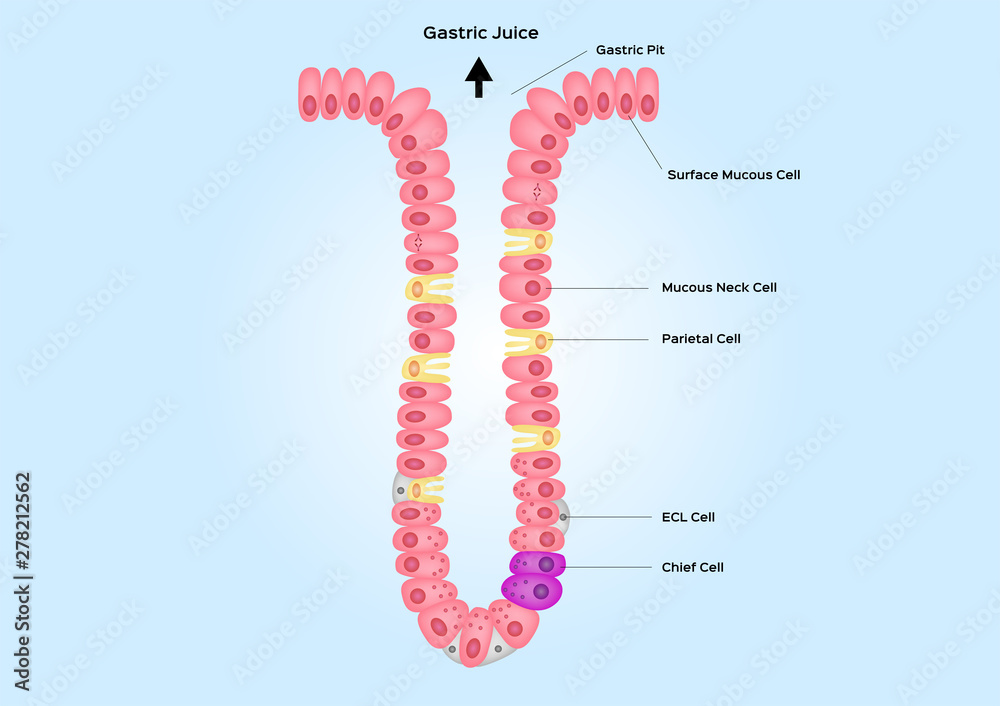 Gastric pits and gland vector anatomy organ Biology Diagrams