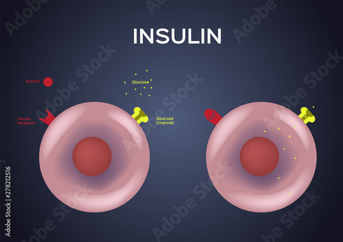 Insulin unlocks the cell's glucose channel vector photo