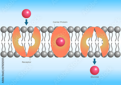 Facilitated diffusion or facilitated transport / cell anatomy