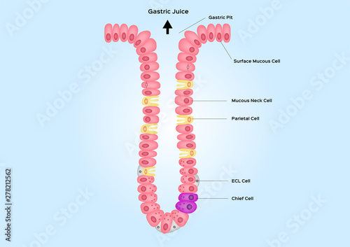 Gastric pits and gland vector / anatomy organ
