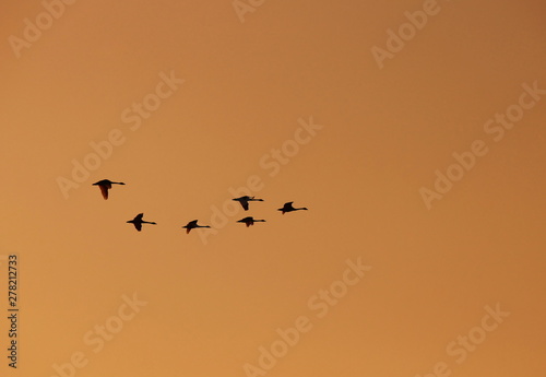 夕空を飛ぶコハクチョウの群れのシルエット