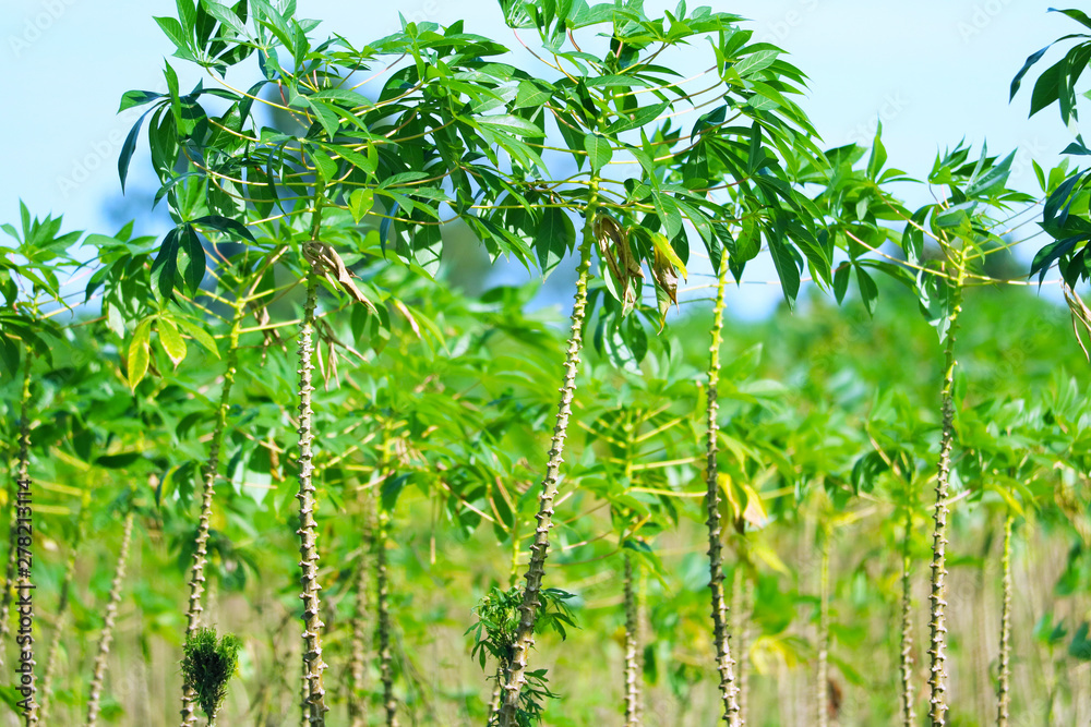 Cassava trees are growing and the leaves are in the garden