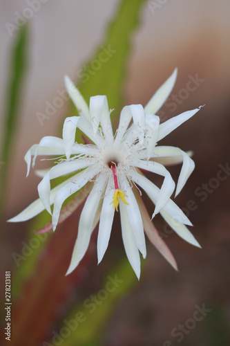 Epiphyllum Queen of the Night (Epiphyllum oxypetalum) photo